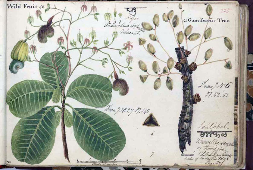 Three field notebooks of botanical sketches and watercolours by William H Sykes. Natural History Museum
