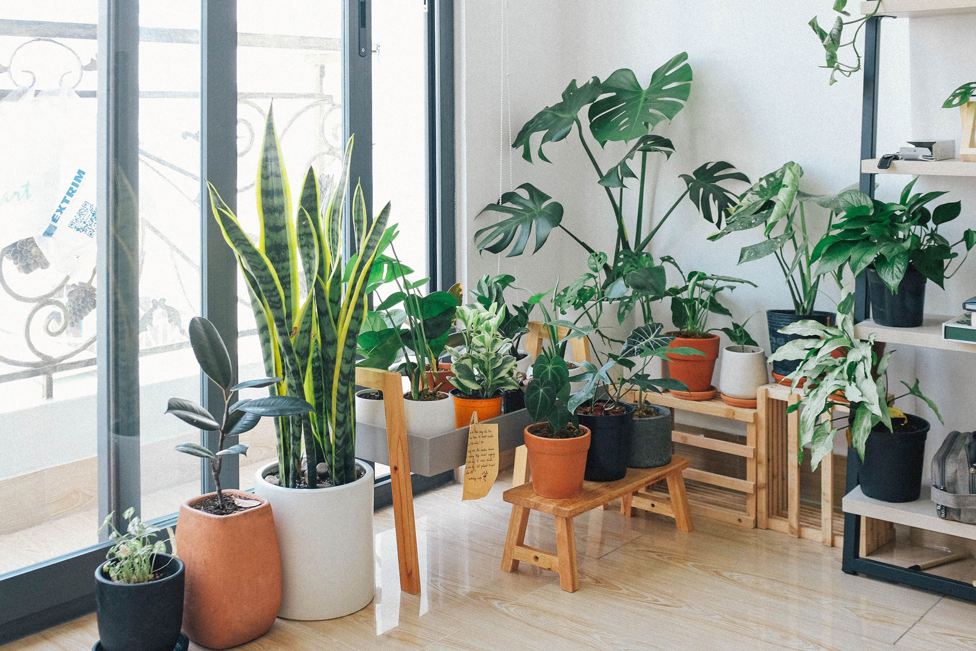 Best Online Plant Delivery Services