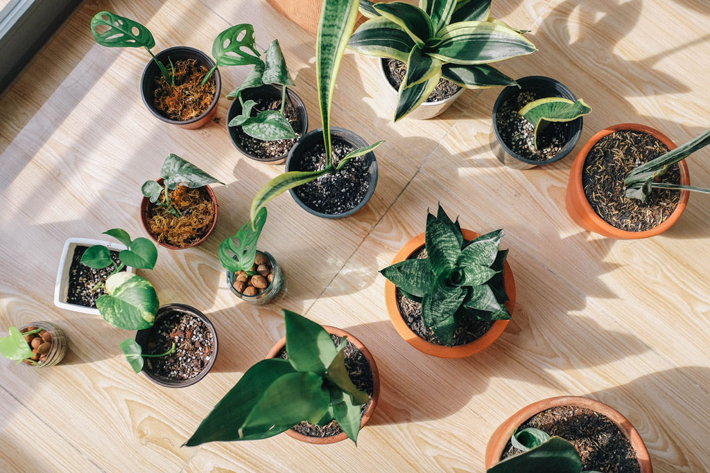 Plants