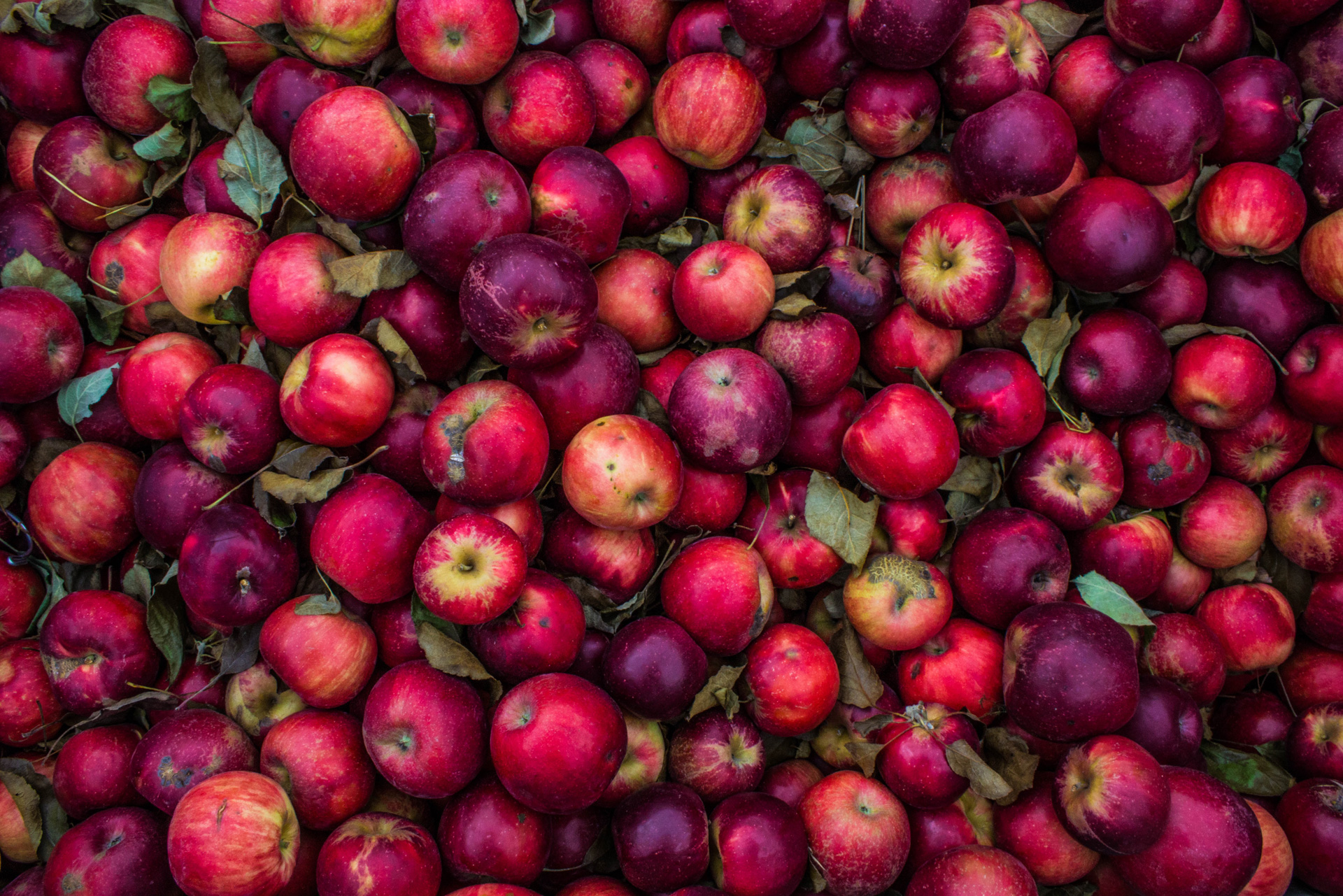 Apples