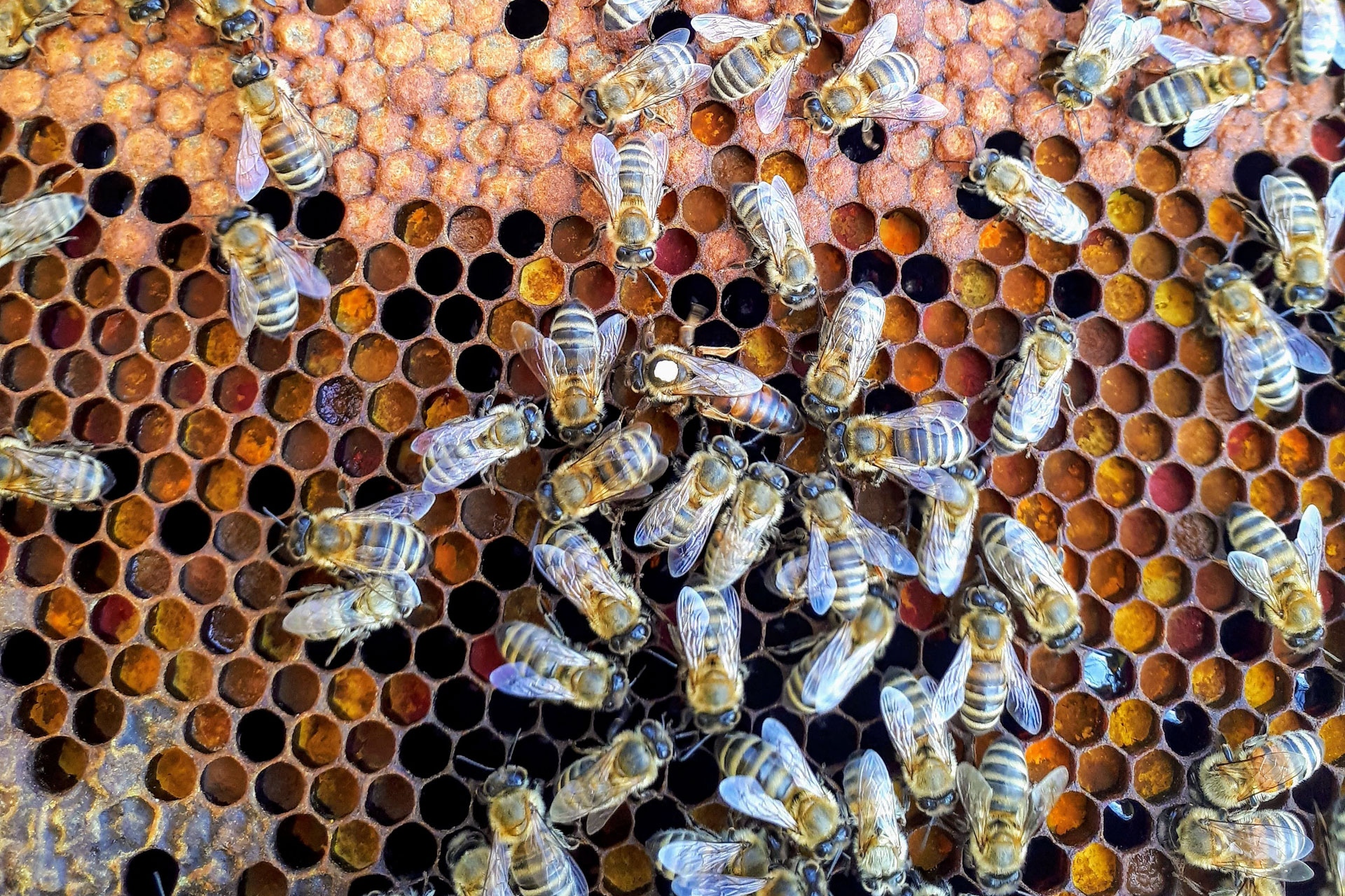 World Bee Day: Sarah Wyndham Lewis On Saving Our Bees