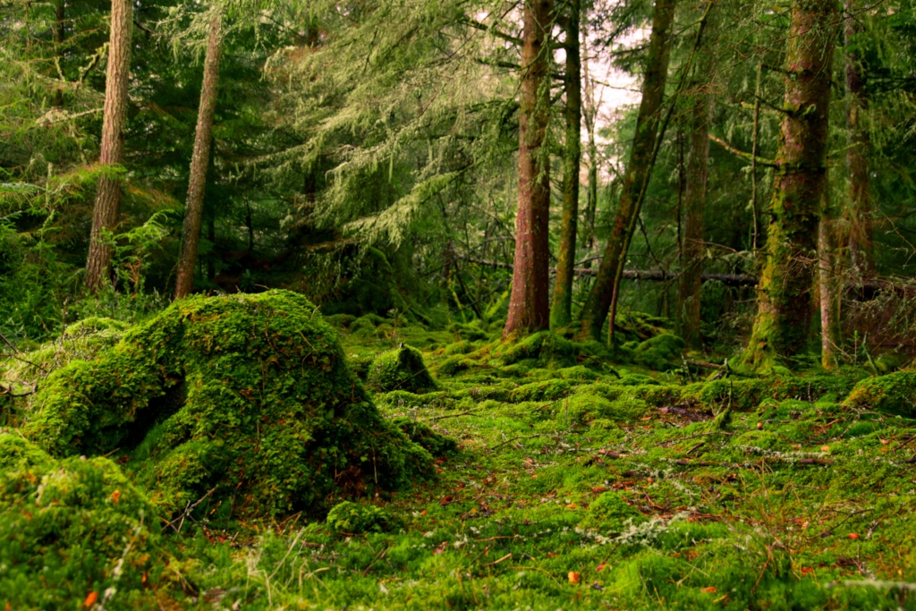 Woodland