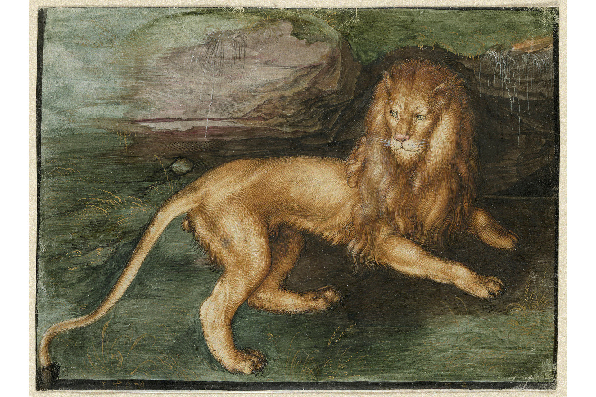 Albrecht Dürer, A Lion, 1494