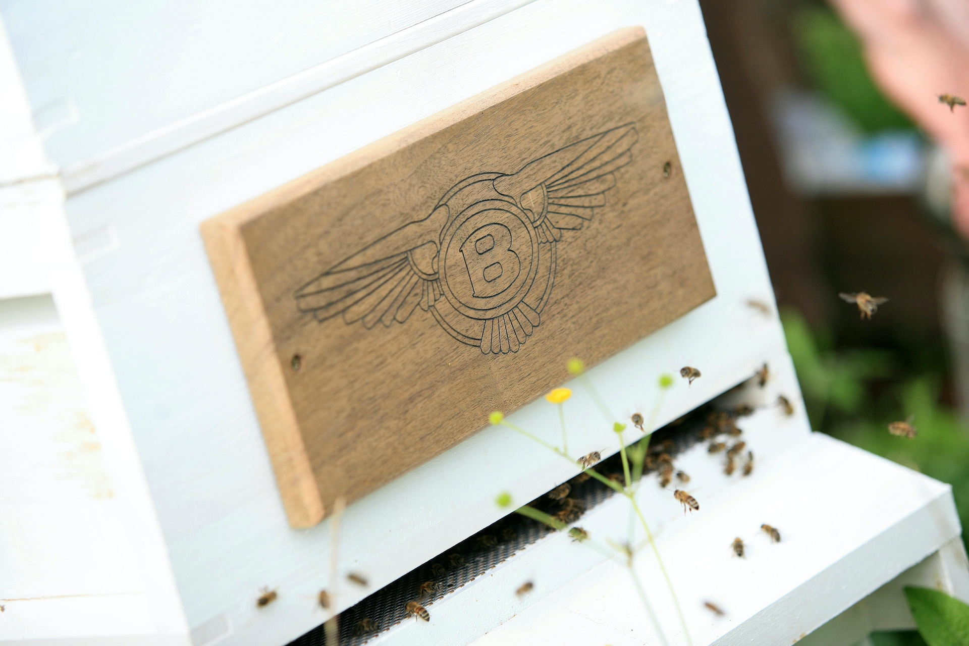 Bentley beehives