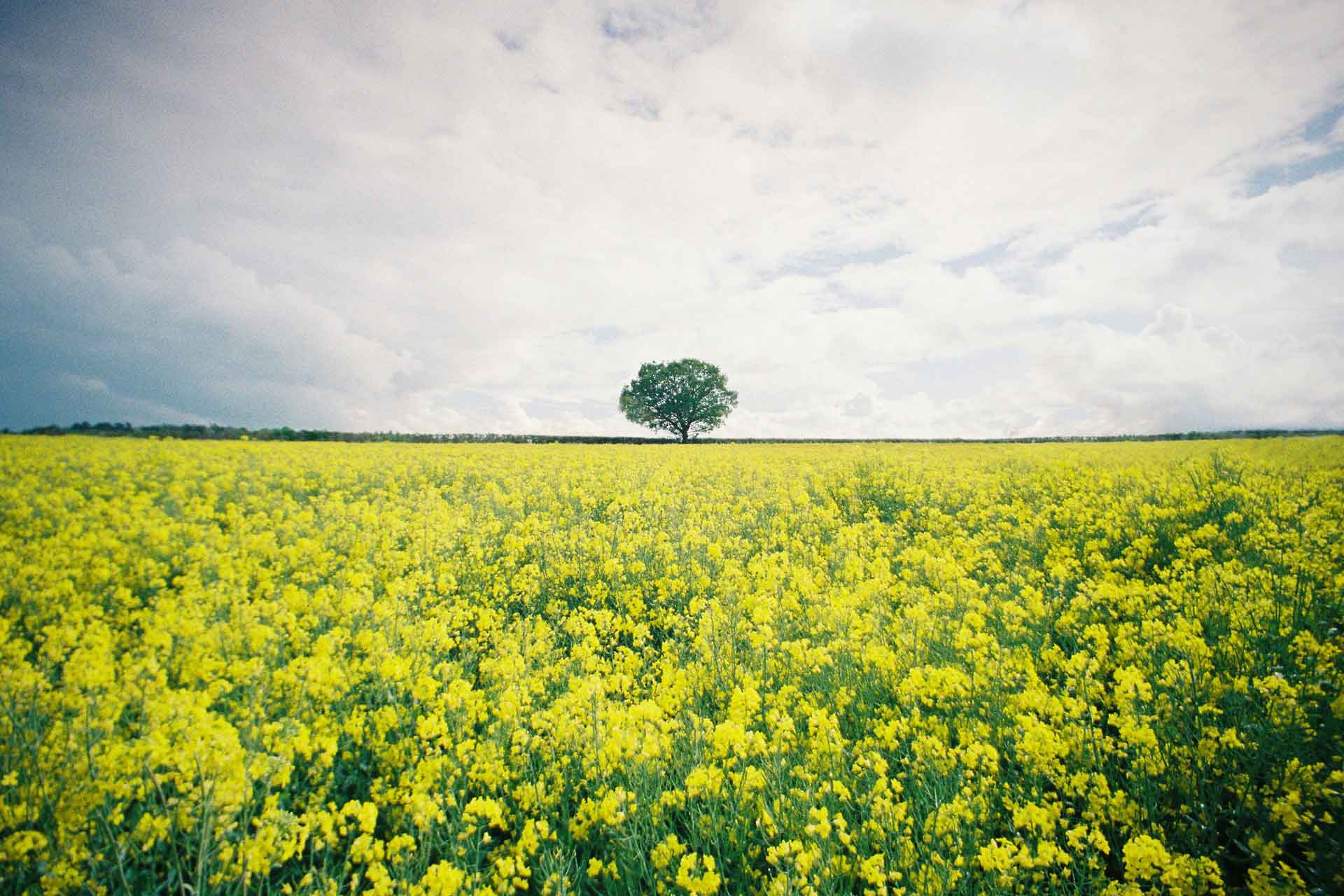 Escape to These Idyllic Campsites Near London