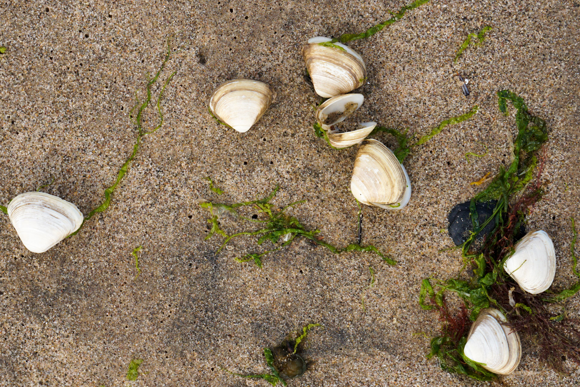Seaweed and shells on the beach