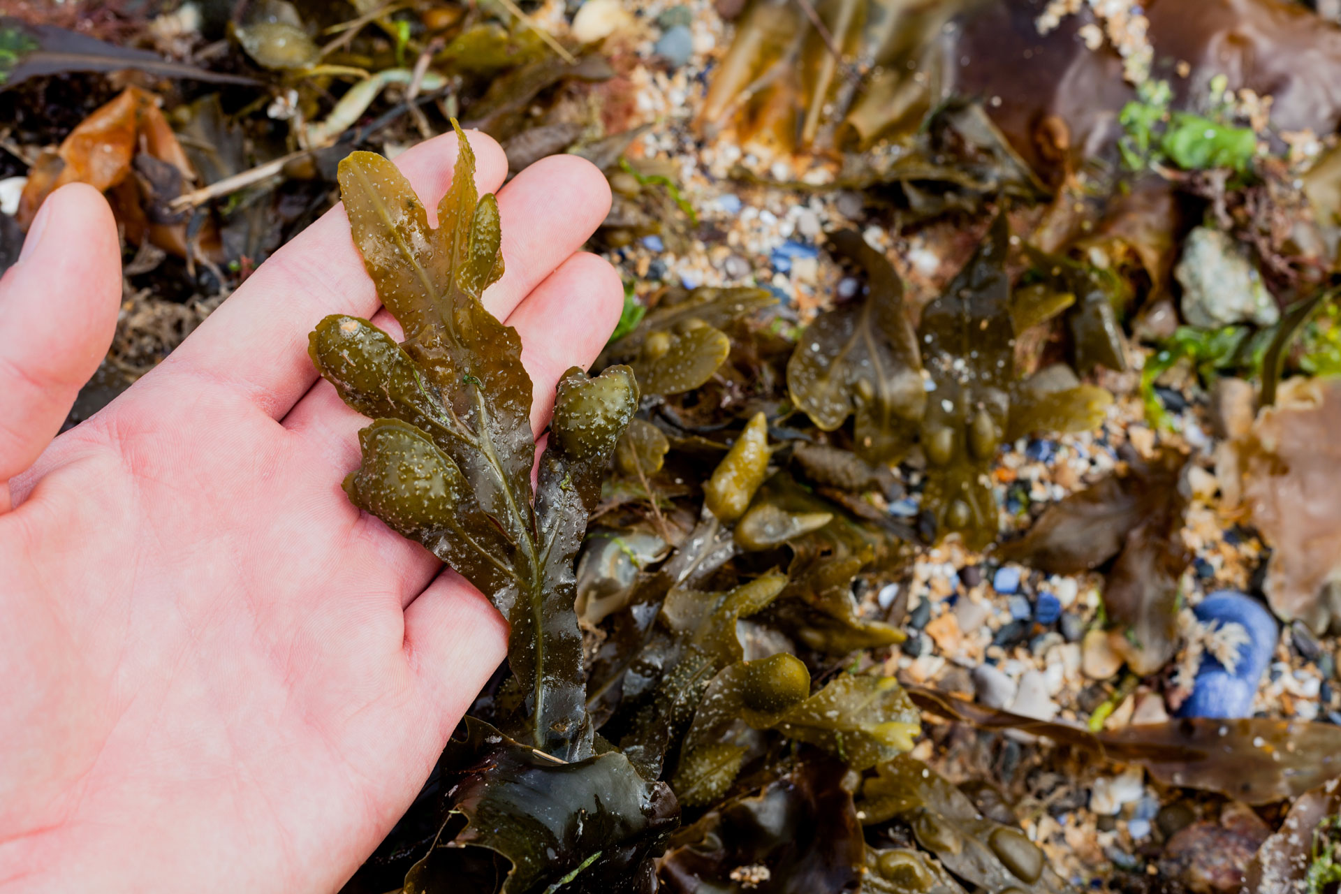 Seaweed