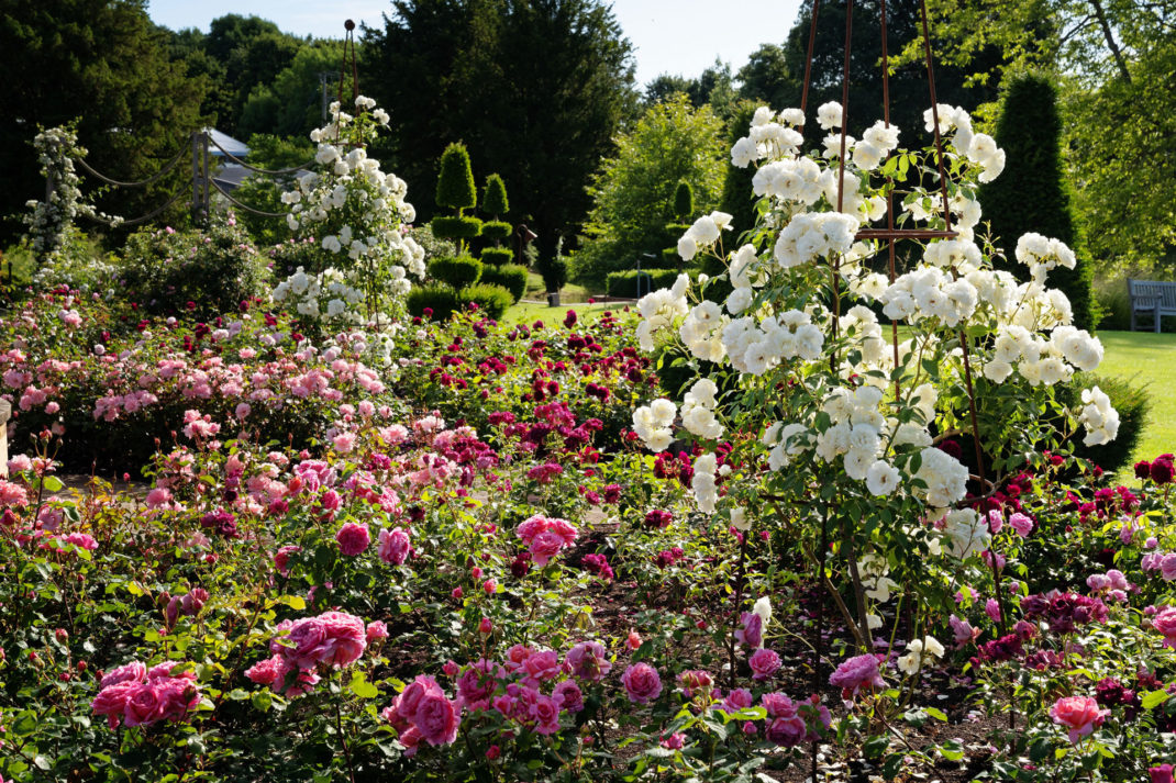The David Austin Roses at Glyndebourne
