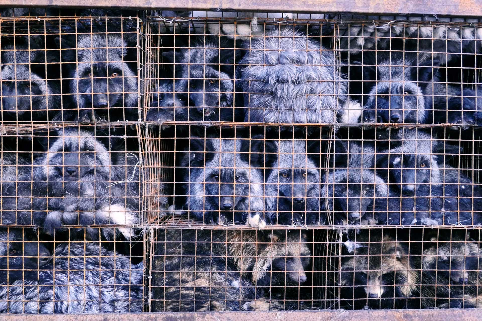 Image of foxes in cages from SLAY documentary film