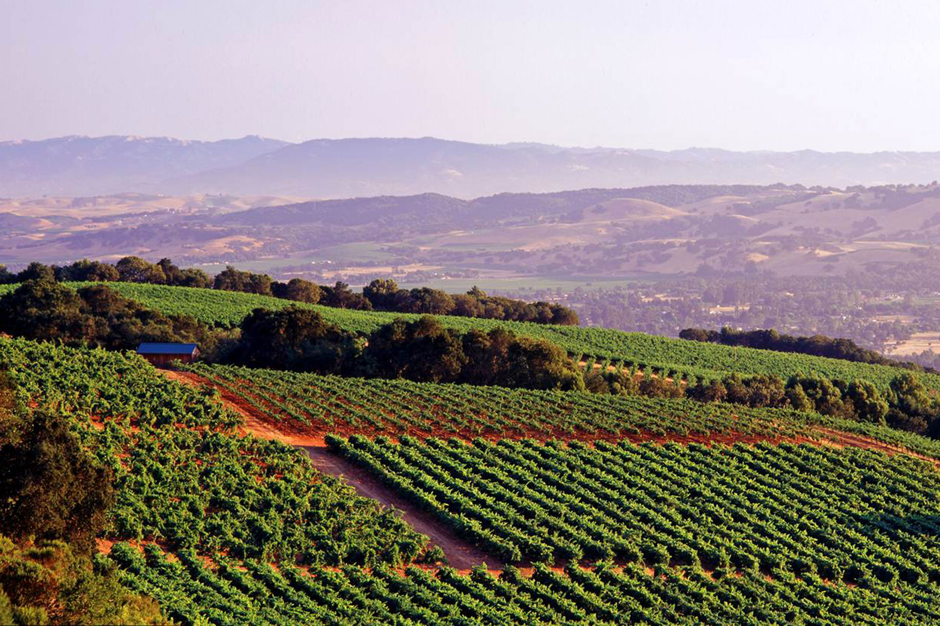 What To Look For In A Good Cabernet Sauvignon
