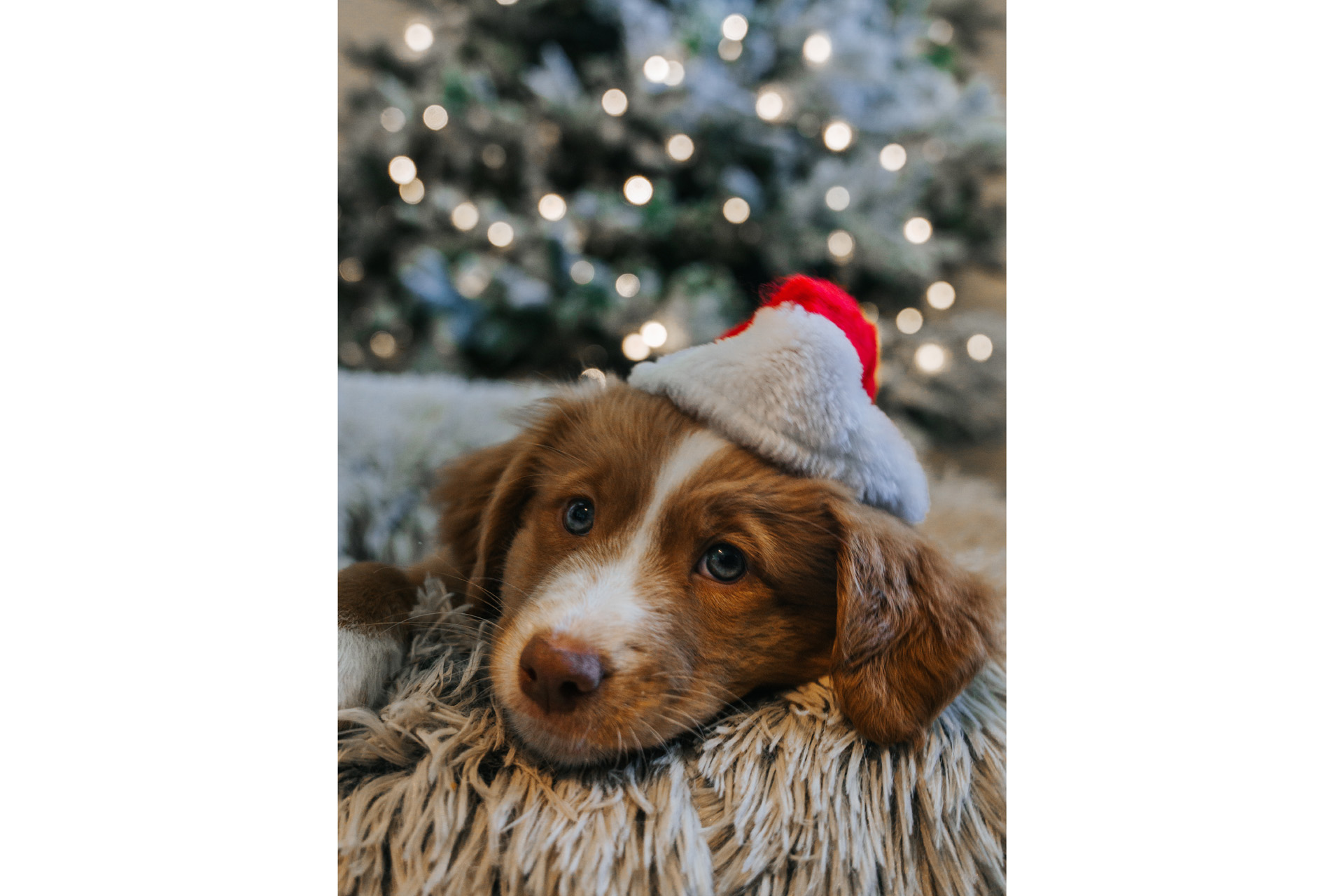 a dog in a christmas hat