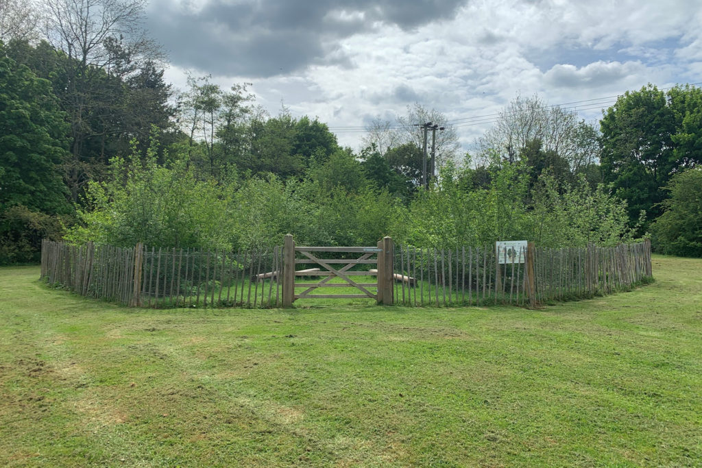 Witney Forest two years after planting