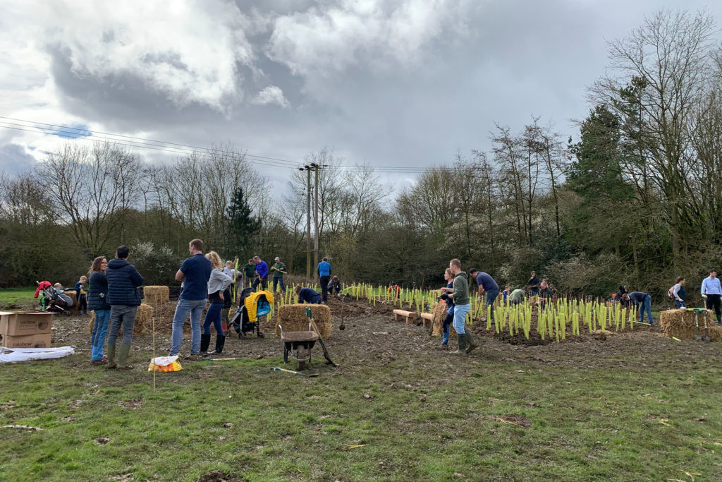 The planting of Witney Tiny Forest in 2020