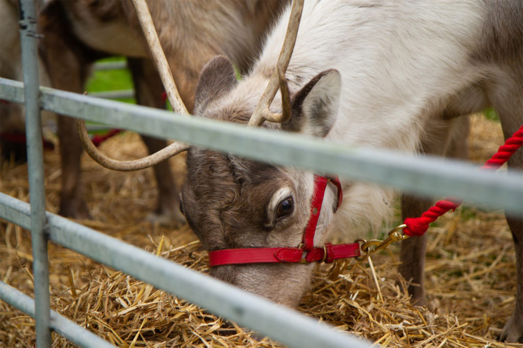 Children were thrilled to meet 'Sven' the Reindeer