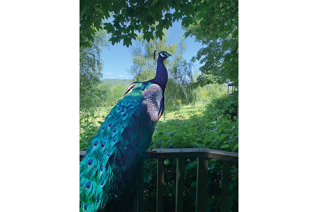 Mountjoy the Peacock outside Annabel’s treehouse at Fair Oak Farm, East Sussex