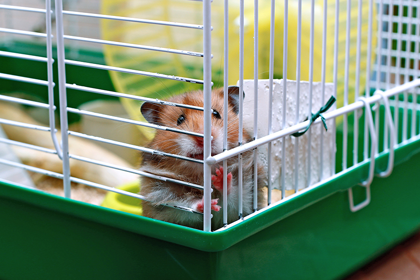 What Makes a Good First Pet?