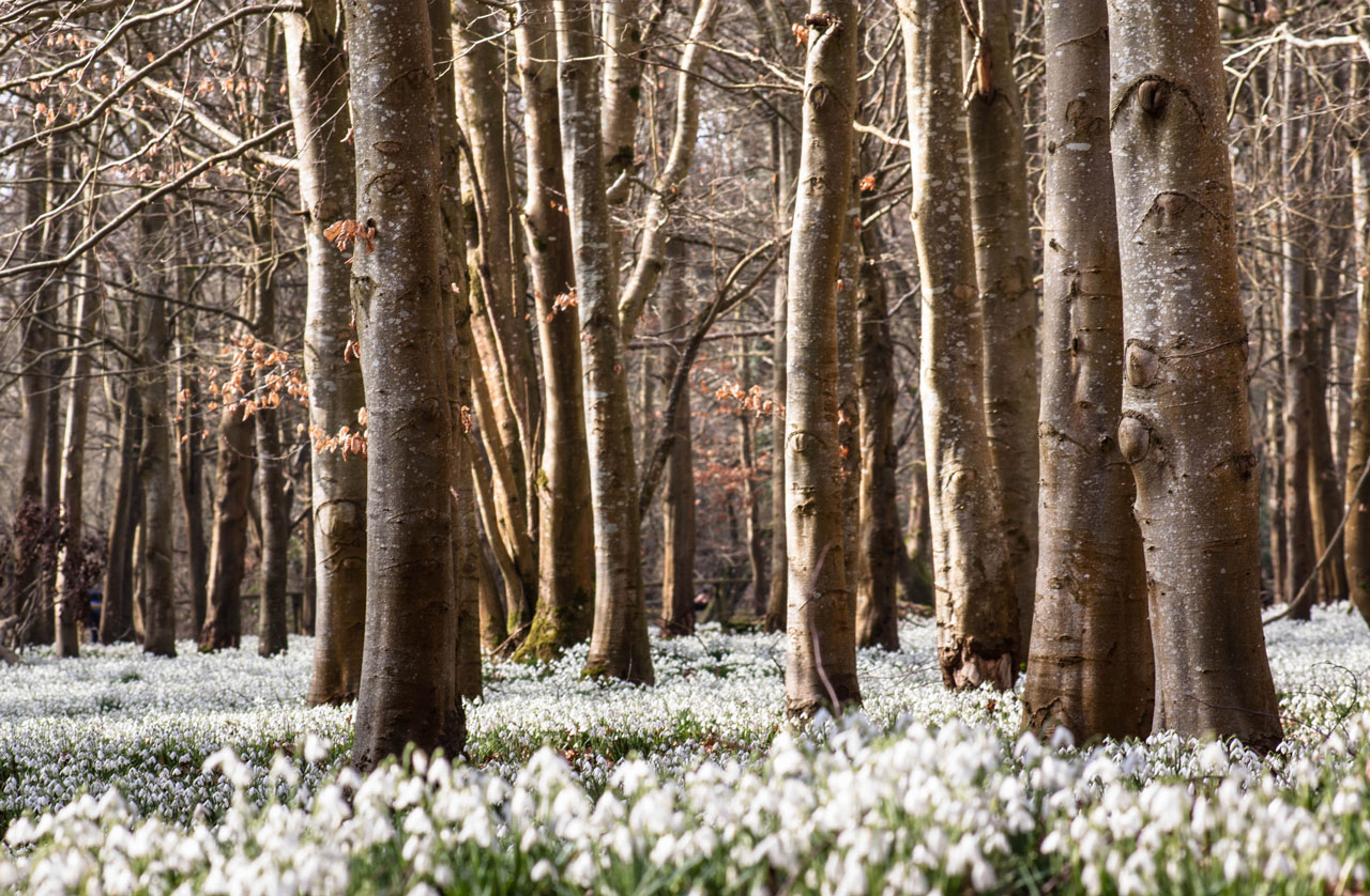 Gardens and the NGS: The Perfect Family Day Out
