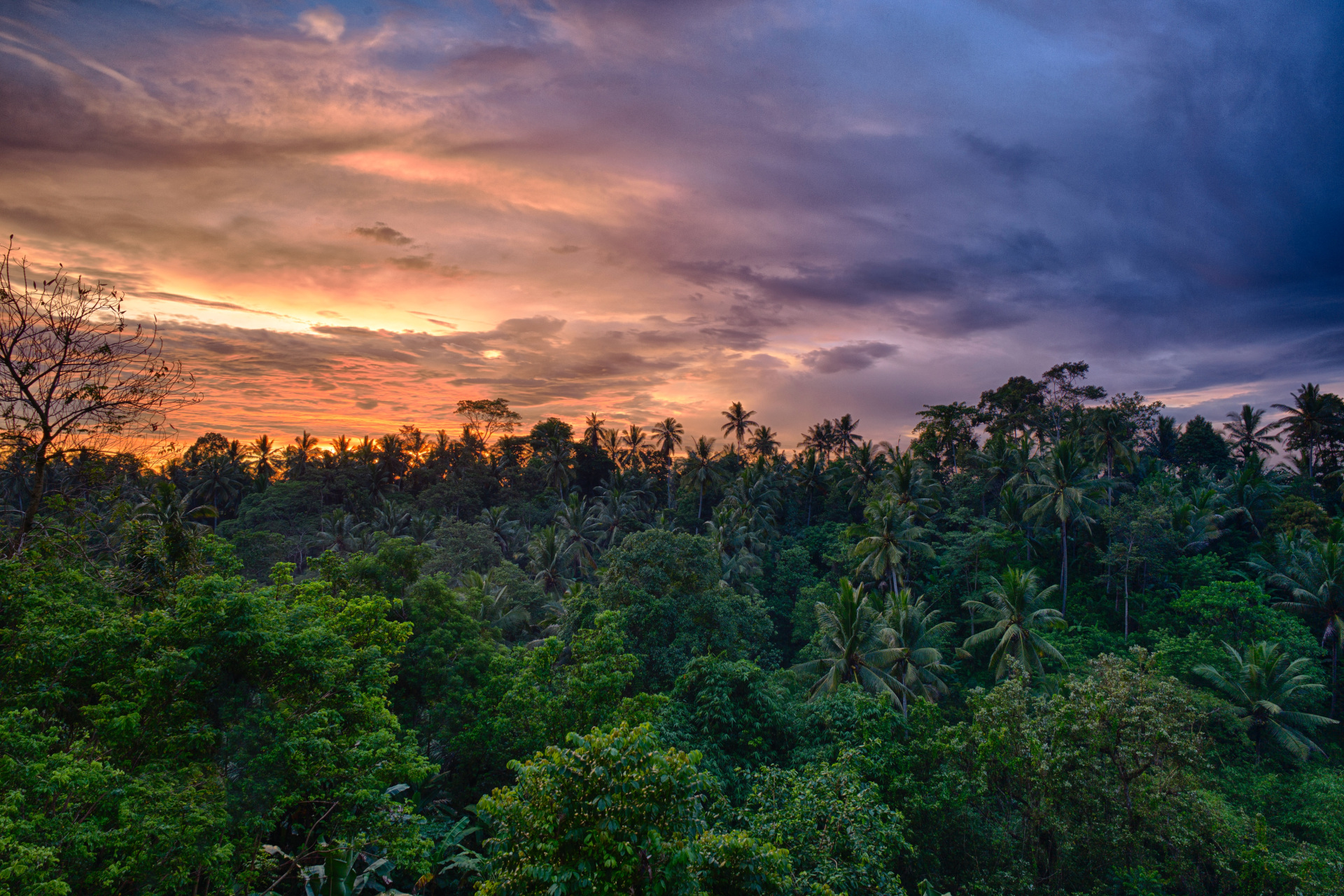 Amazon rainforest