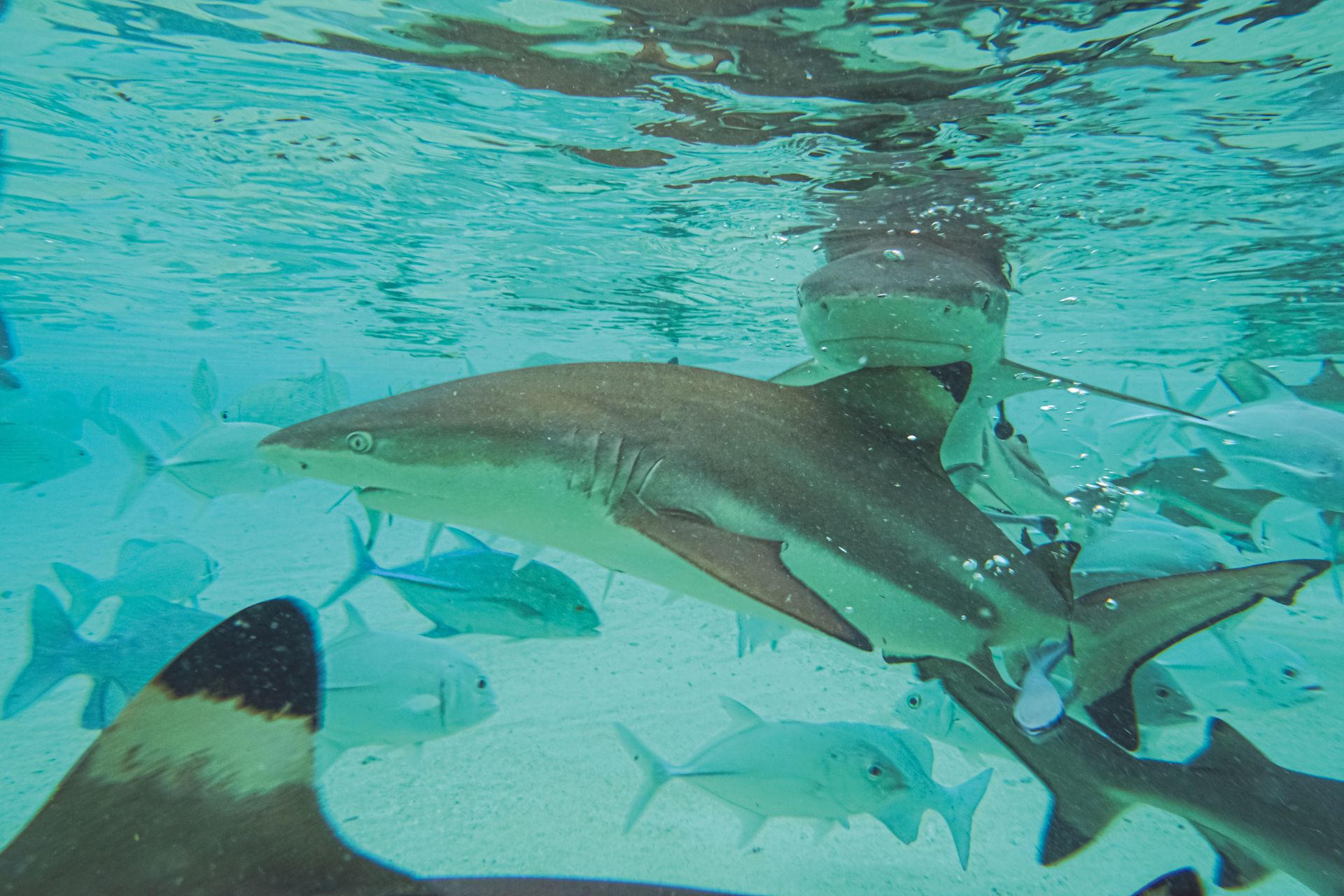 Sharks swimming in the ocean