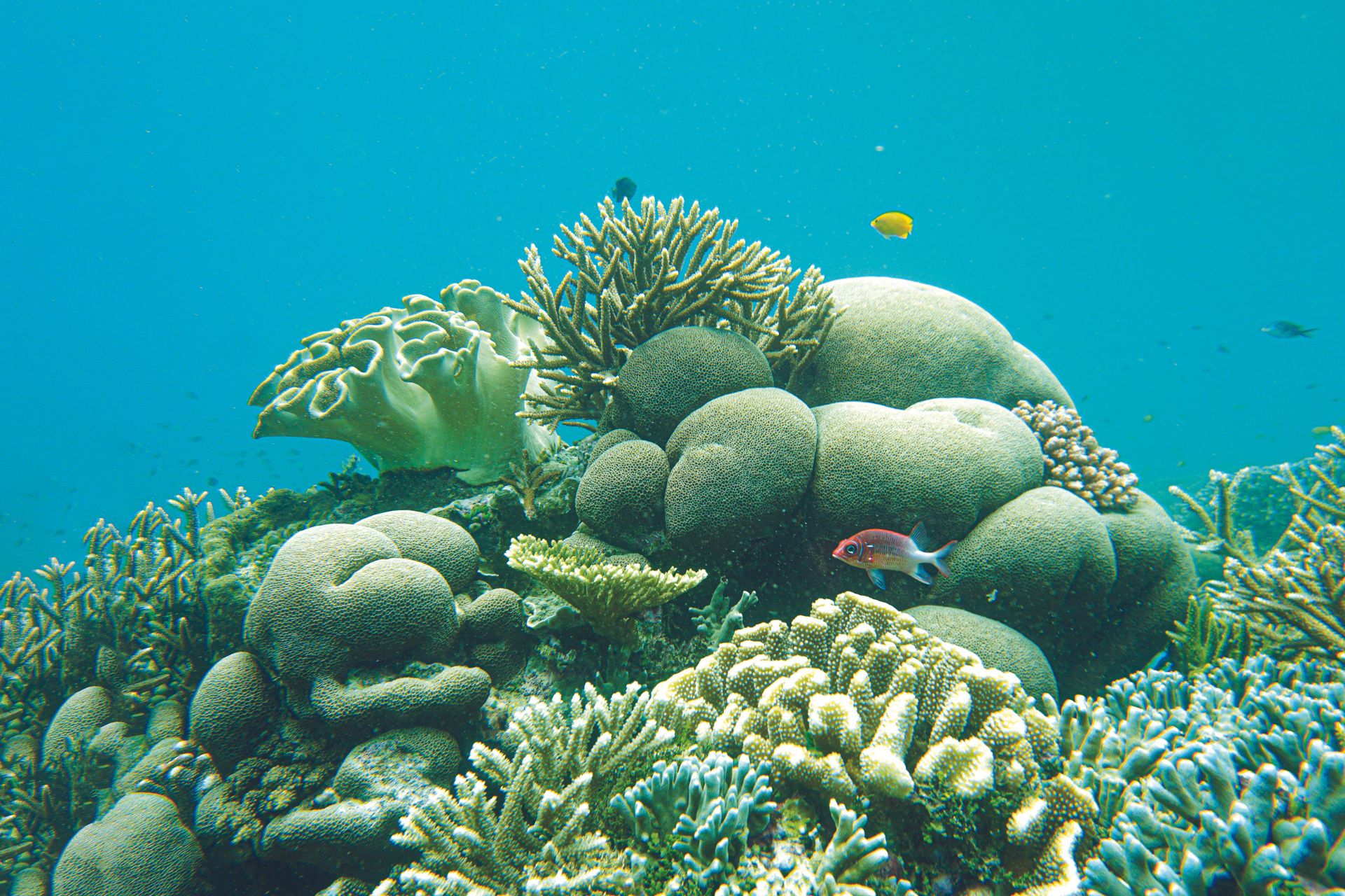 Corals and fish swimming among them