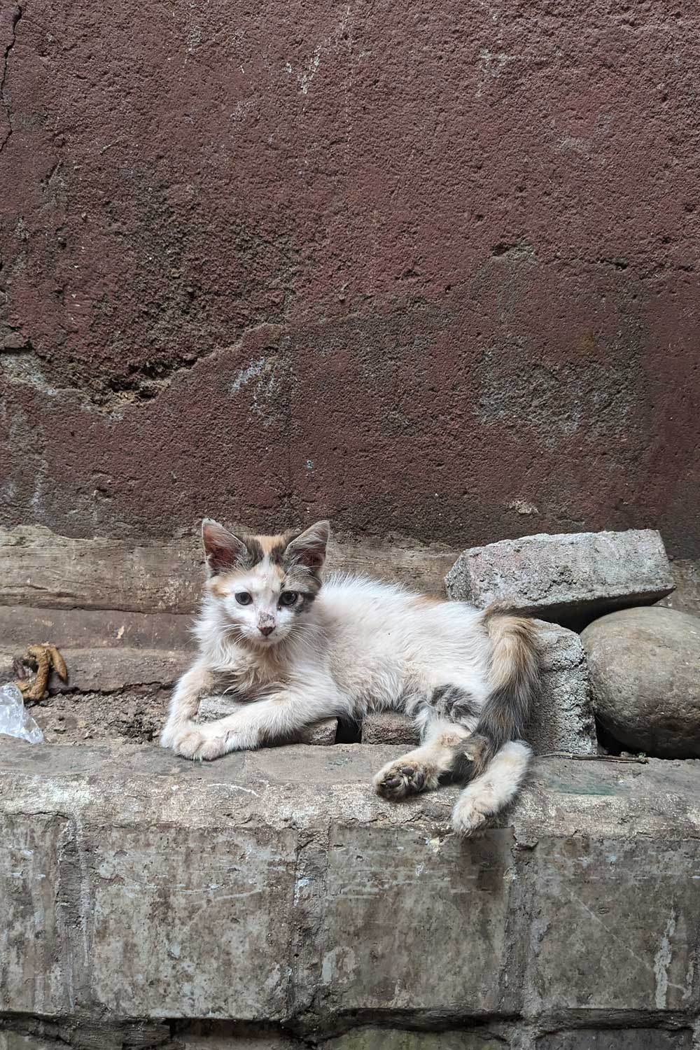 A Moroccan mog of the Medina