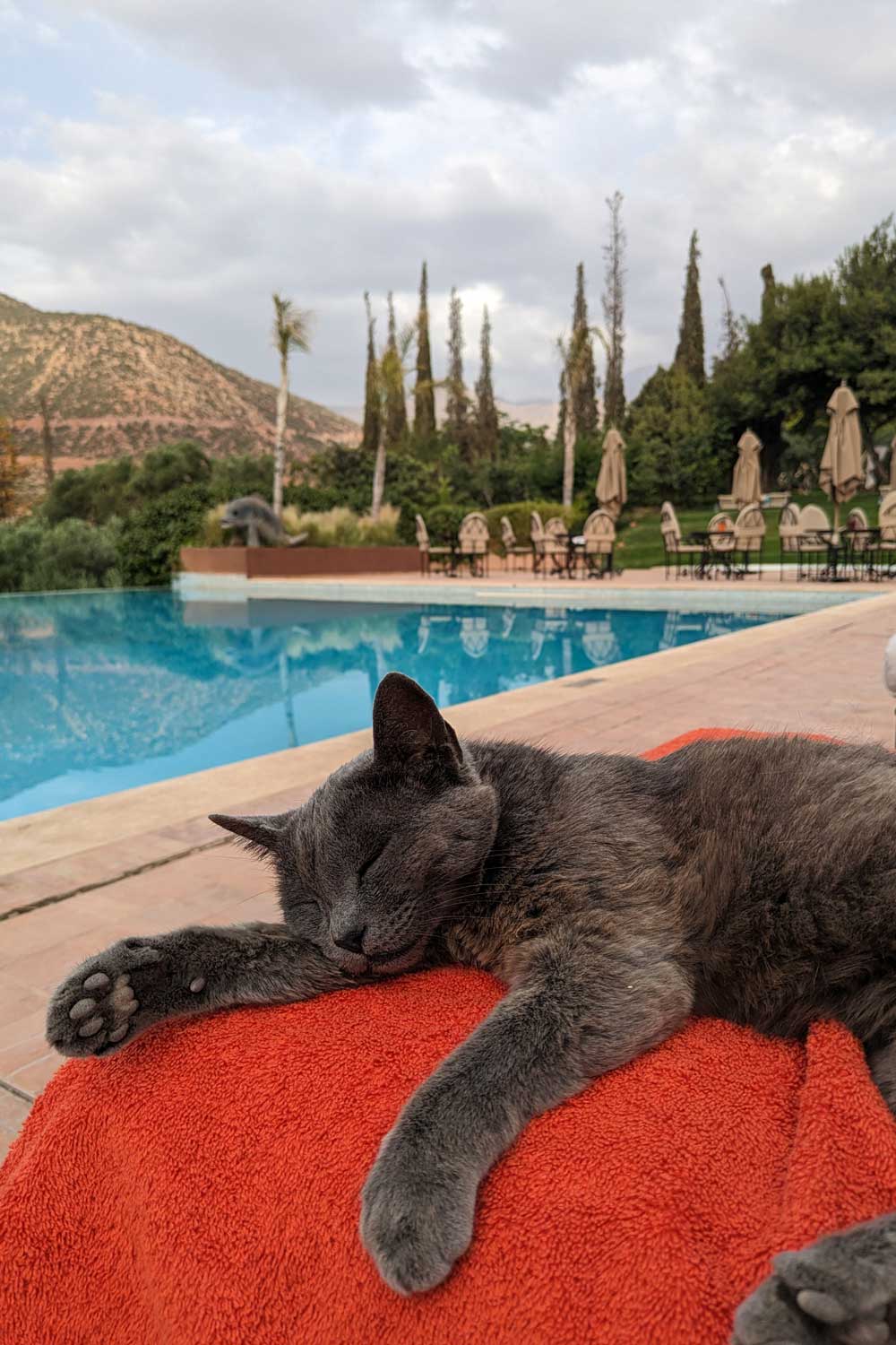 Best Holiday Destinations For Cat Lovers