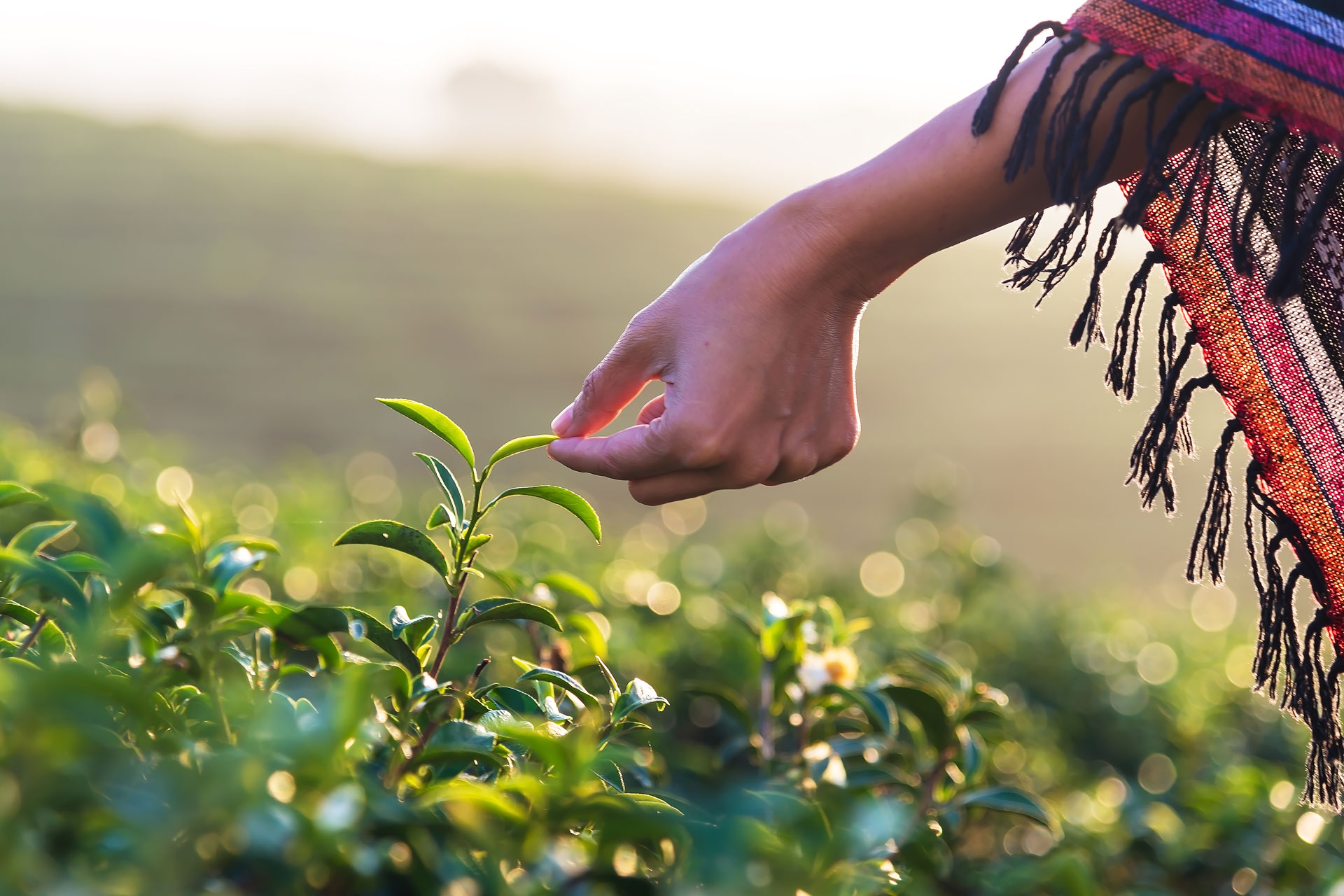 Woman picking tea leaves