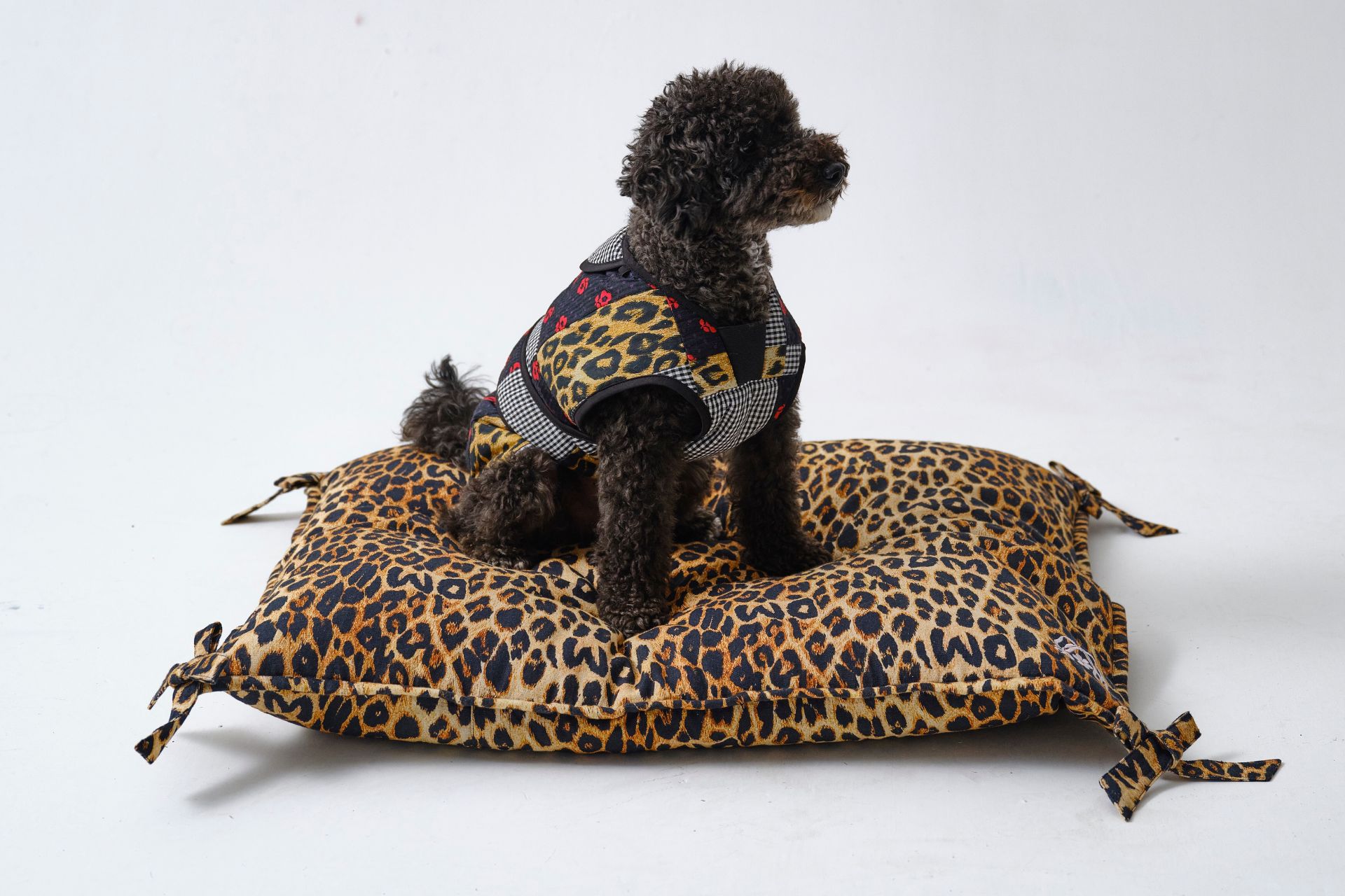 Black poodle in a leopard print coat on a matching cushion with bows