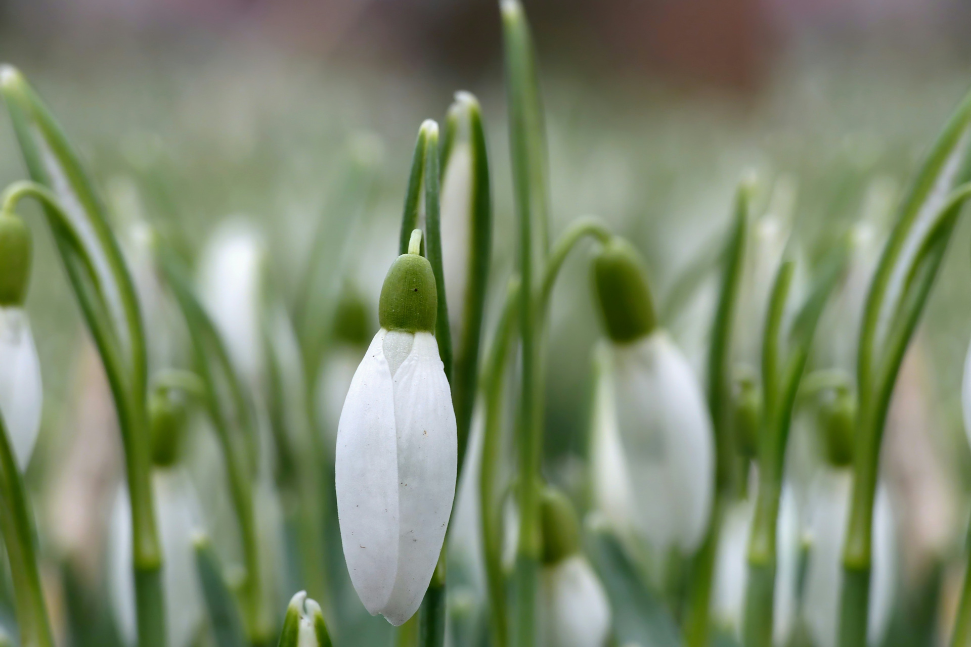 Snow drop flowers
