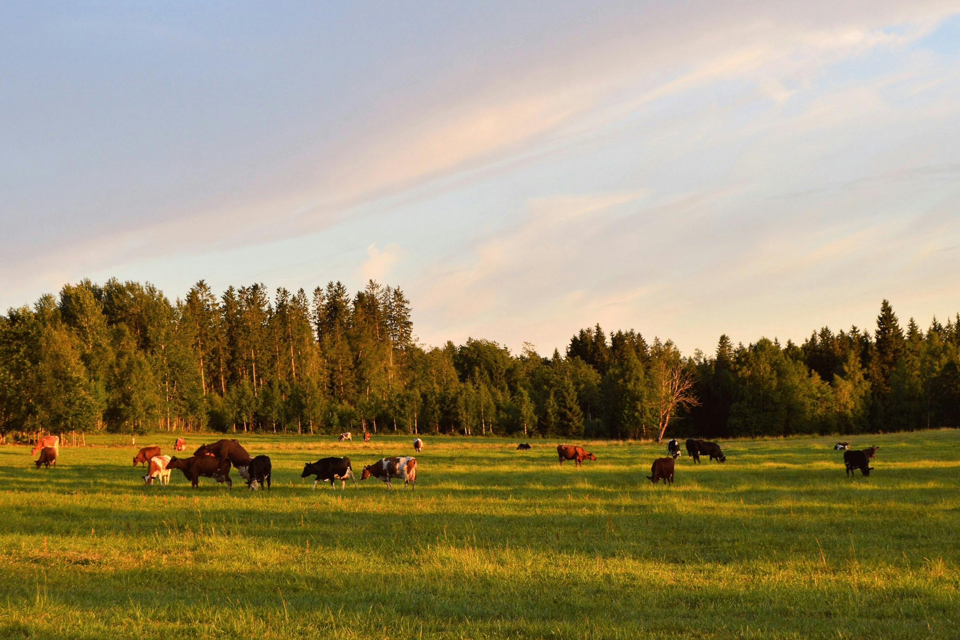 Cows on a farm